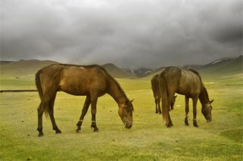 Steppes Central Asia Rally